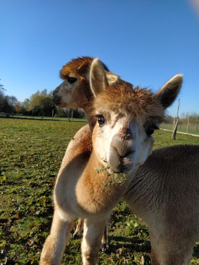 Domaine Ramonjavel, Glamping & Alpaca'S Bed & Breakfast Fongrave Exterior photo